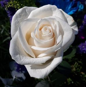 Meet your Posher, Roseann